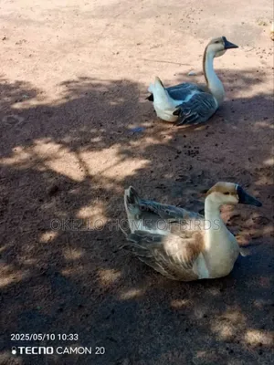 Birds for Sell