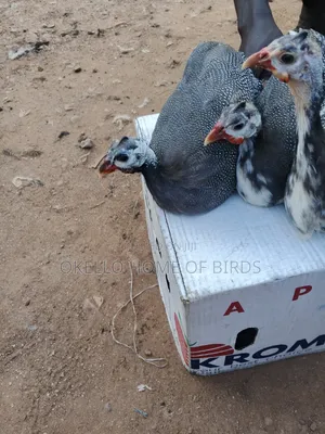 3 Birds for Sell