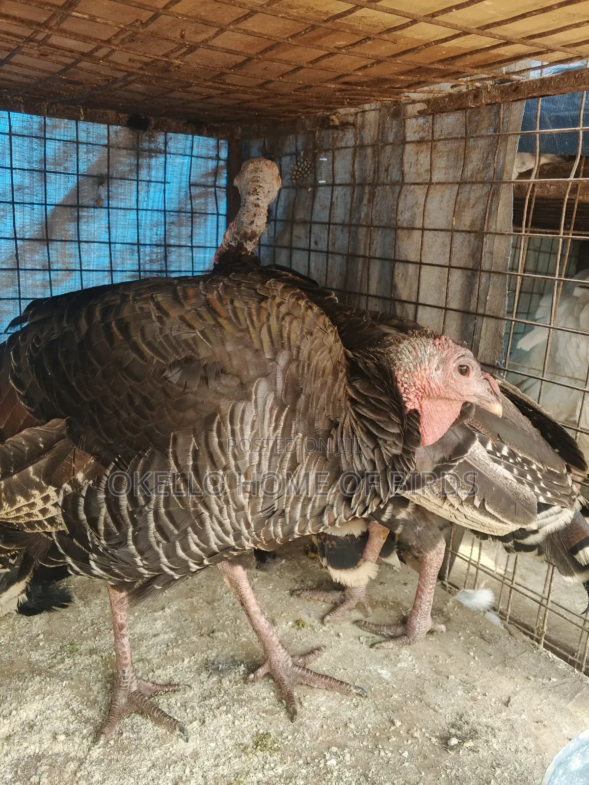 Birds for Sell