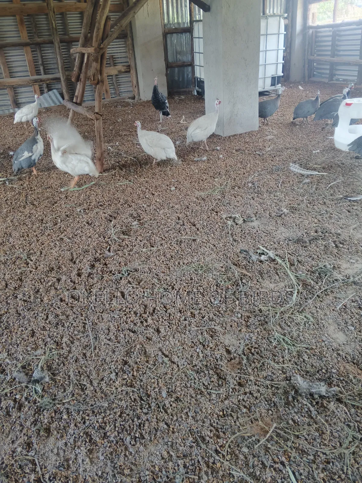 White Guinea Fowlz for Sell