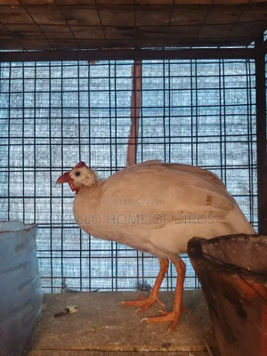 Guinea Fowl for Sell