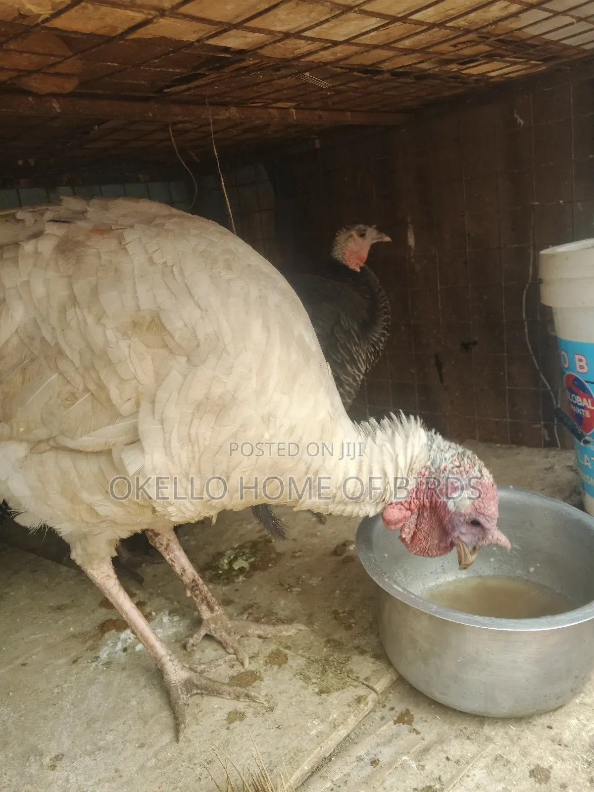 Turkeys for Sell