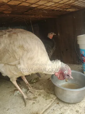 Turkeys for Sell