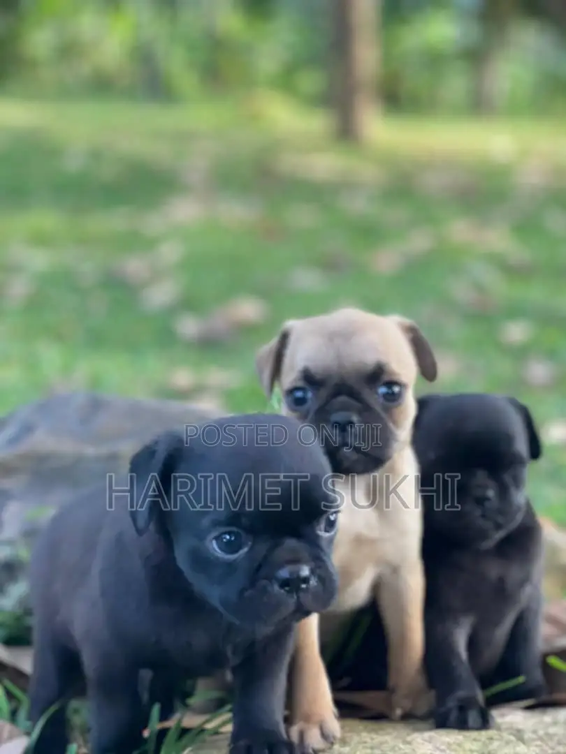 1-3 months Male Purebred Pug