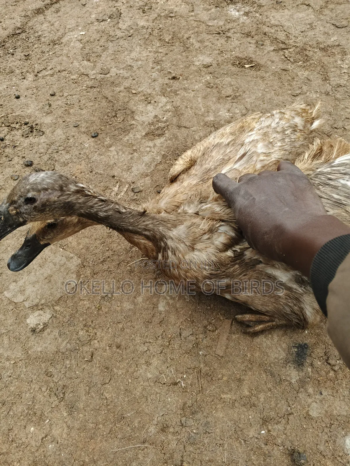 Khaki Campbell Ducks for Sell