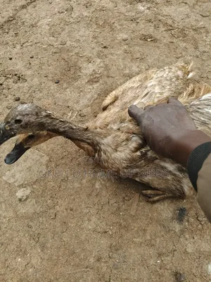 Khaki Campbell Ducks for Sell