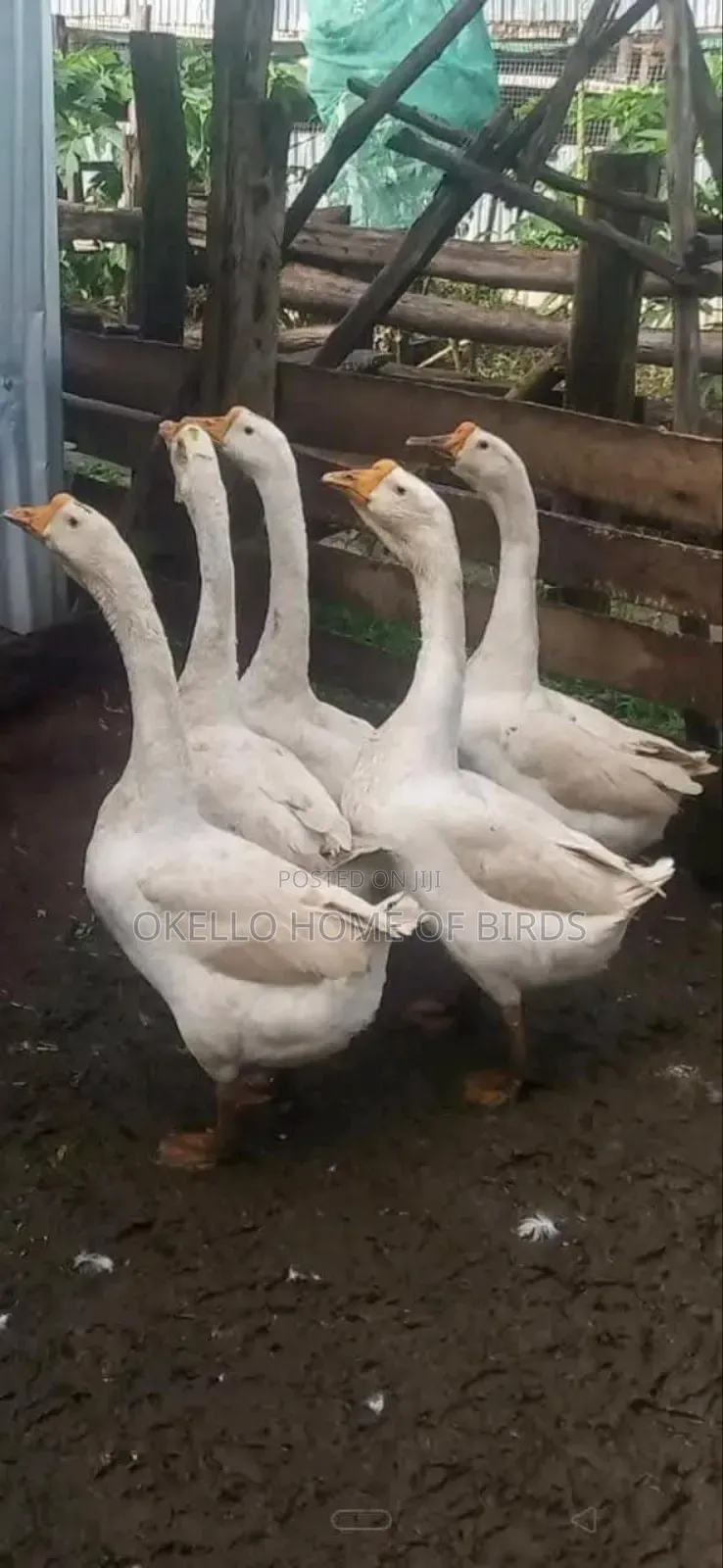 2 Chinese Geese for Sell
