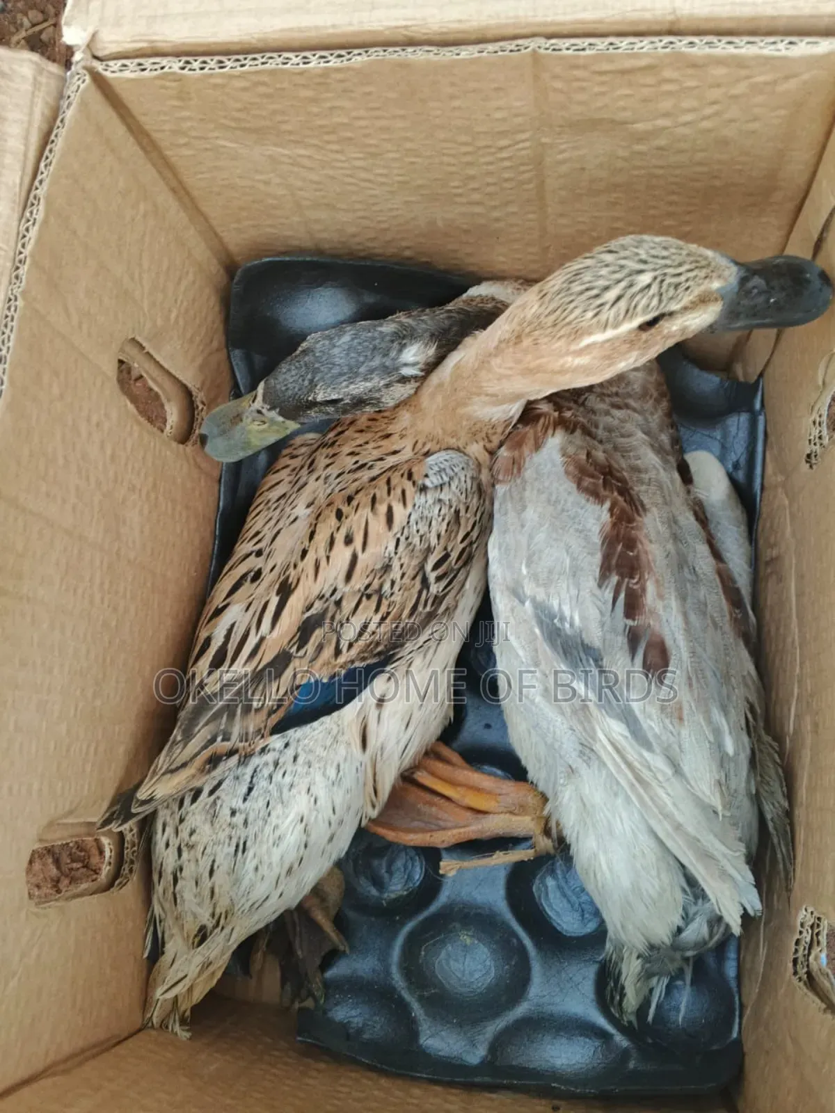Rouen Ducks for Sell