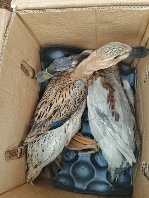 Rouen Ducks for Sell