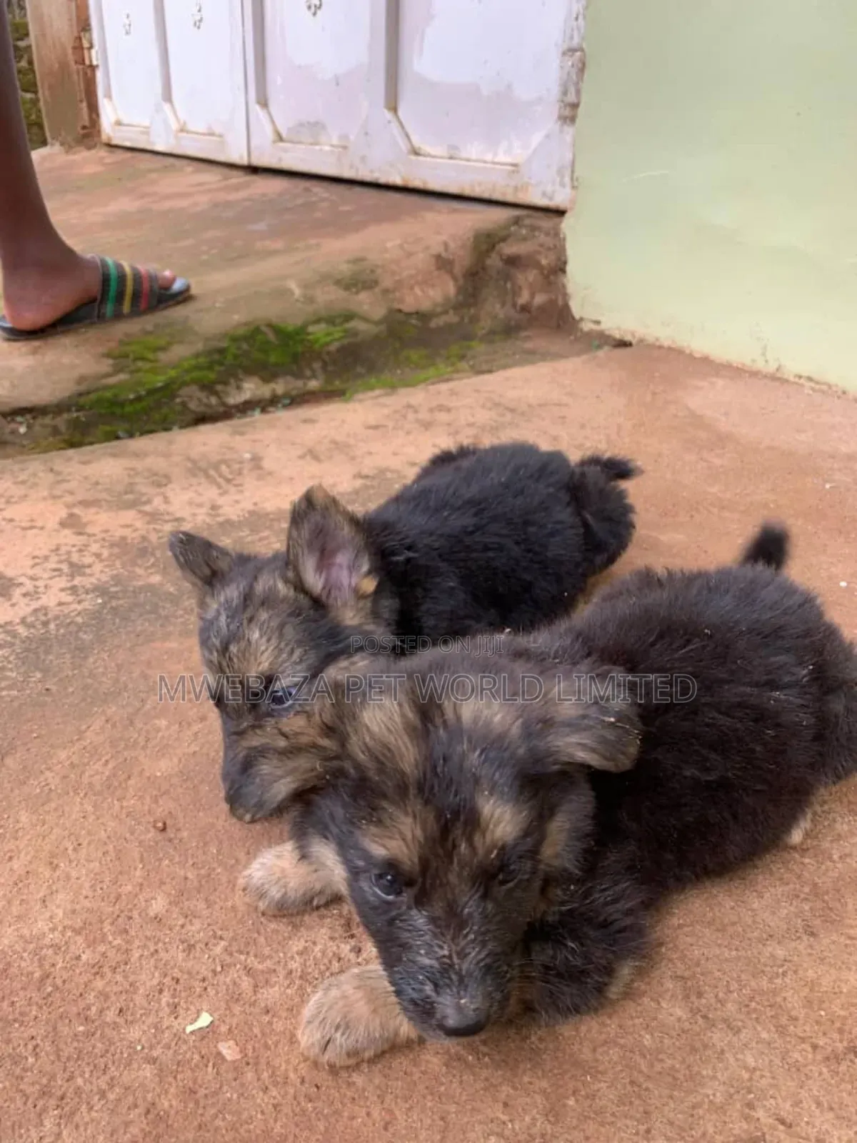 3-6 months Male Purebred German Shepherd