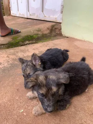 3-6 months Male Purebred German Shepherd