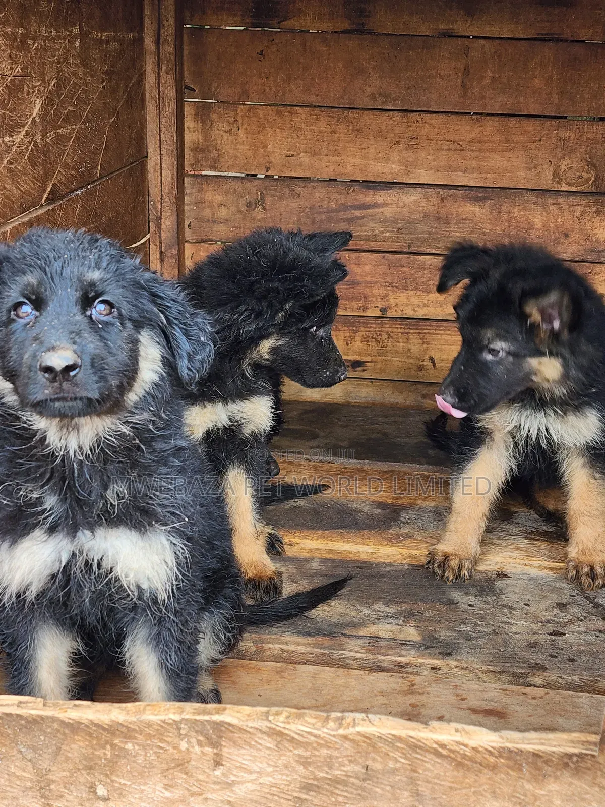 3-6 months Male Purebred German Shepherd