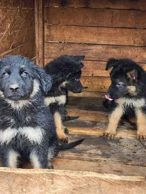 3-6 months Male Purebred German Shepherd
