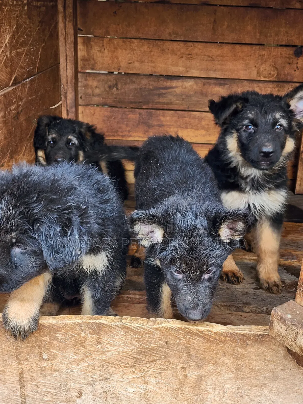 3-6 months Male Purebred German Shepherd