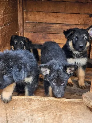 3-6 months Male Purebred German Shepherd
