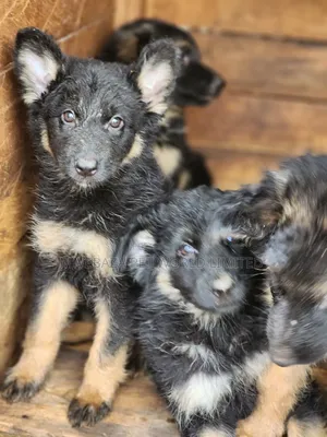 3-6 months Male Purebred German Shepherd