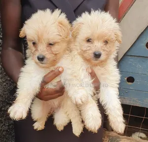 1-3 months Male Purebred Maltese