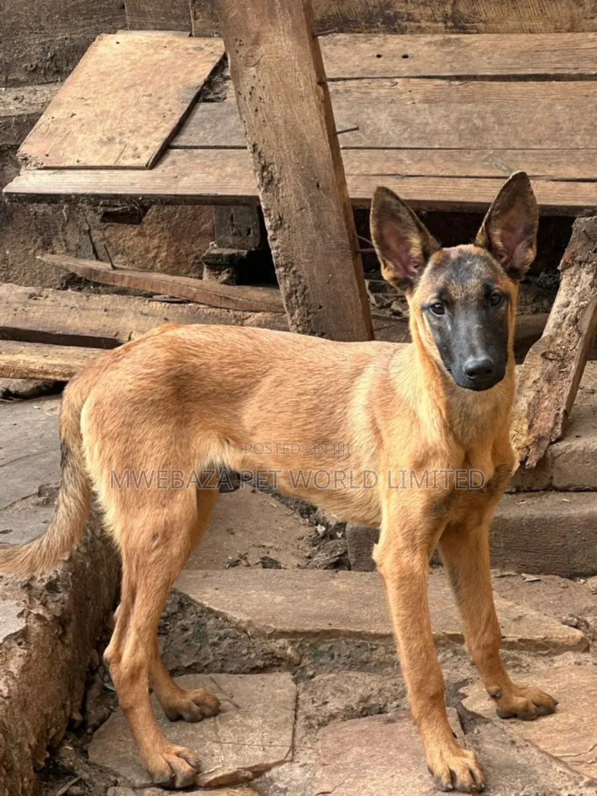 3-6 months Male Purebred Belgian Malinois