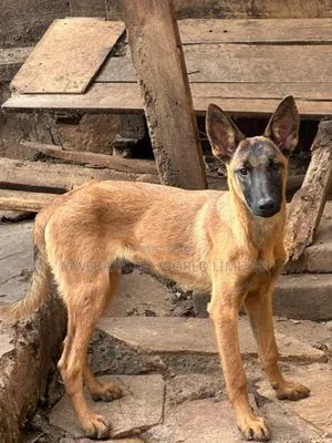 3-6 months Male Purebred Belgian Malinois