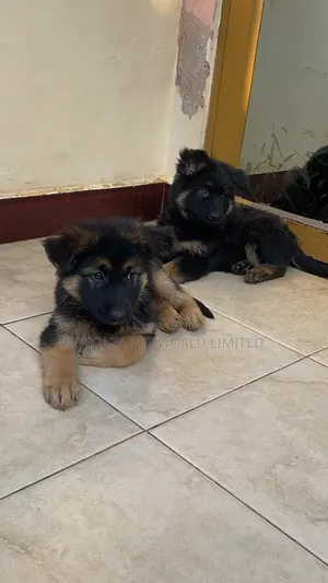 1-3 months Female Purebred German Shepherd