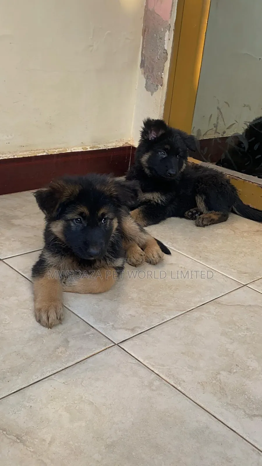 1-3 months Female Purebred German Shepherd