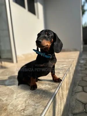 3-6 months Male Purebred Dachshund