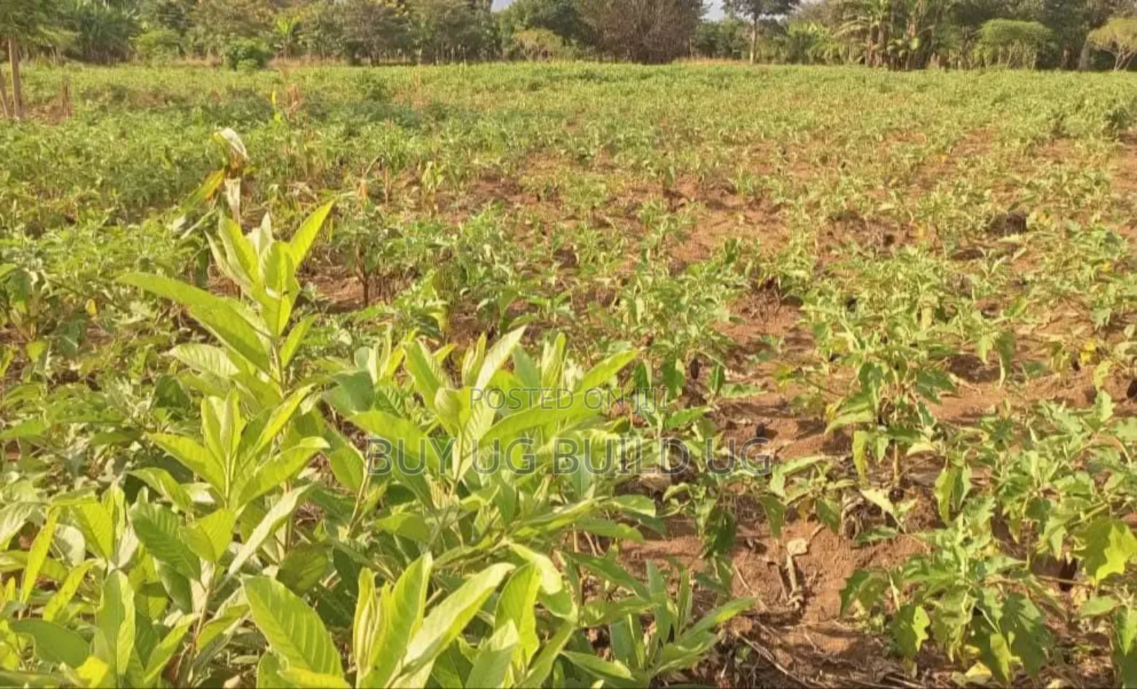  Quick Sale – #12acres in #Luweero_kamira at 15m
