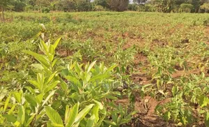  Quick Sale – #12acres in #Luweero_kamira at 15m