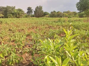  Quick Sale – #12acres in #Luweero_kamira at 15m