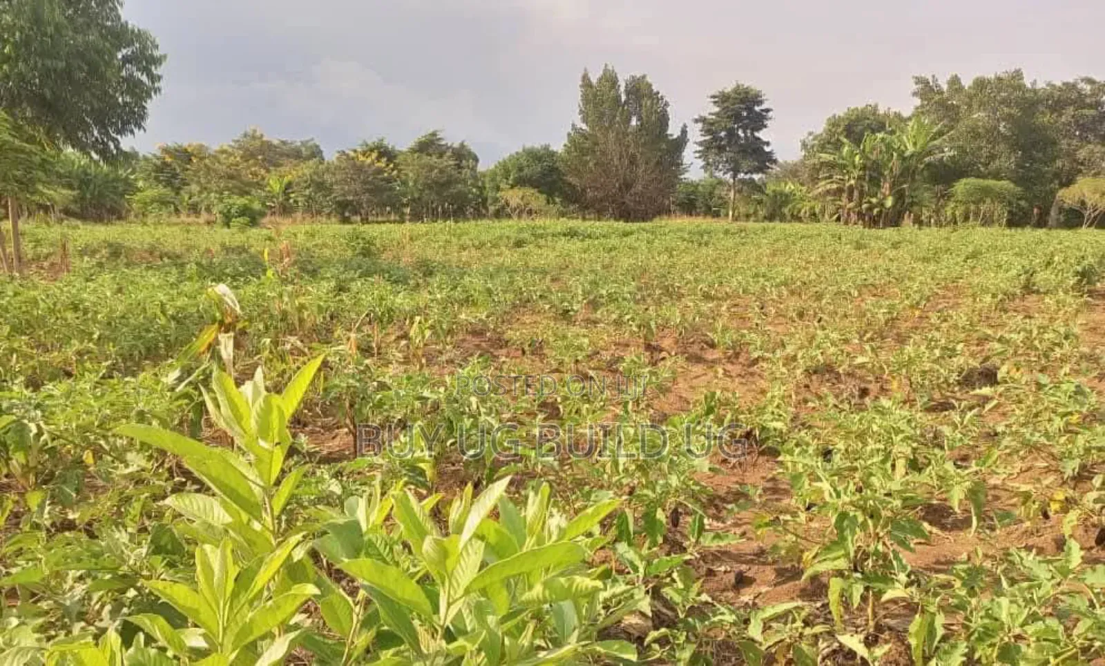  Quick Sale – #12acres in #Luweero_kamira at 15m