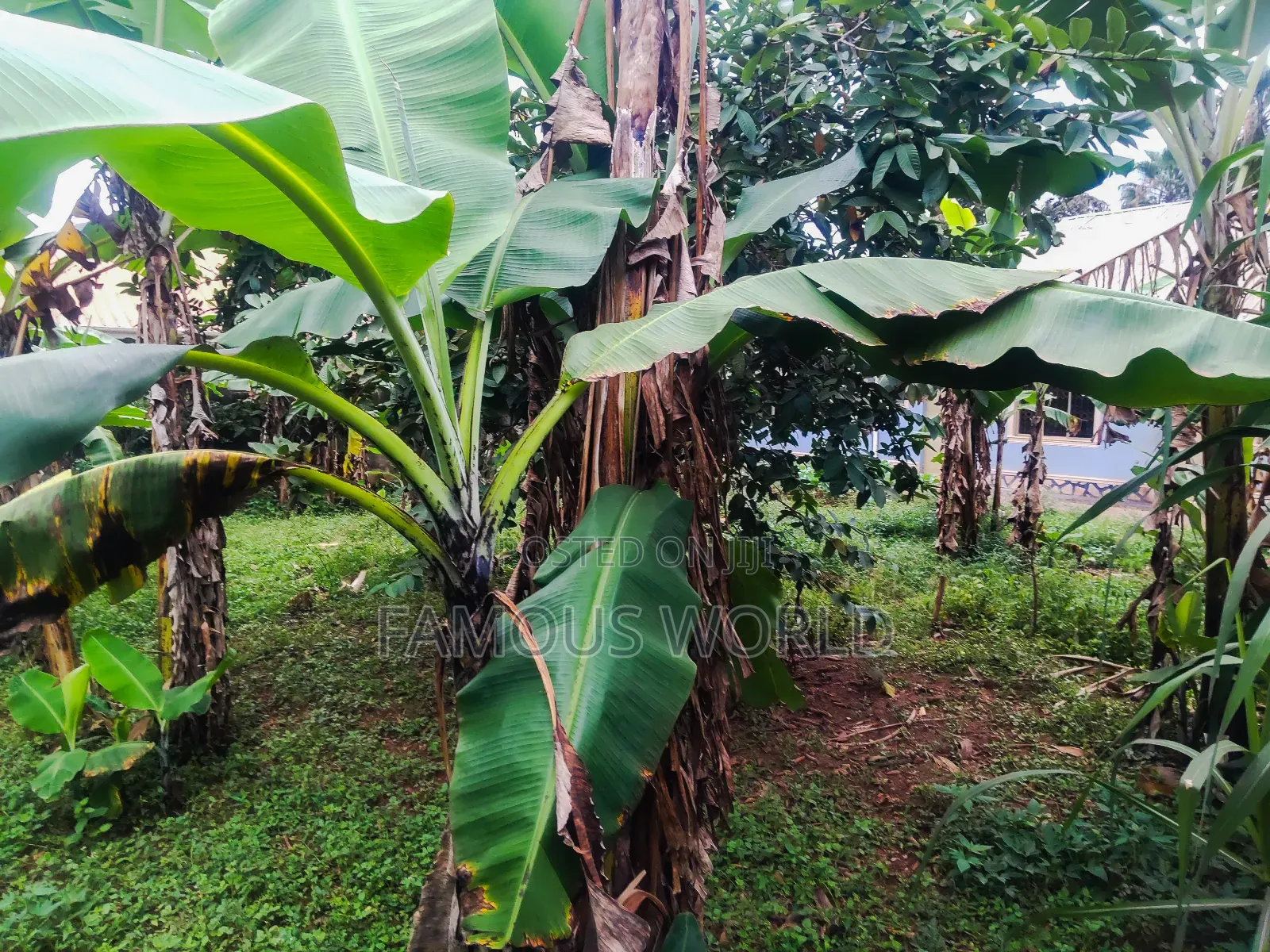 Furnished 5bdrm House in Bunono Entebbe, Katabi for sale