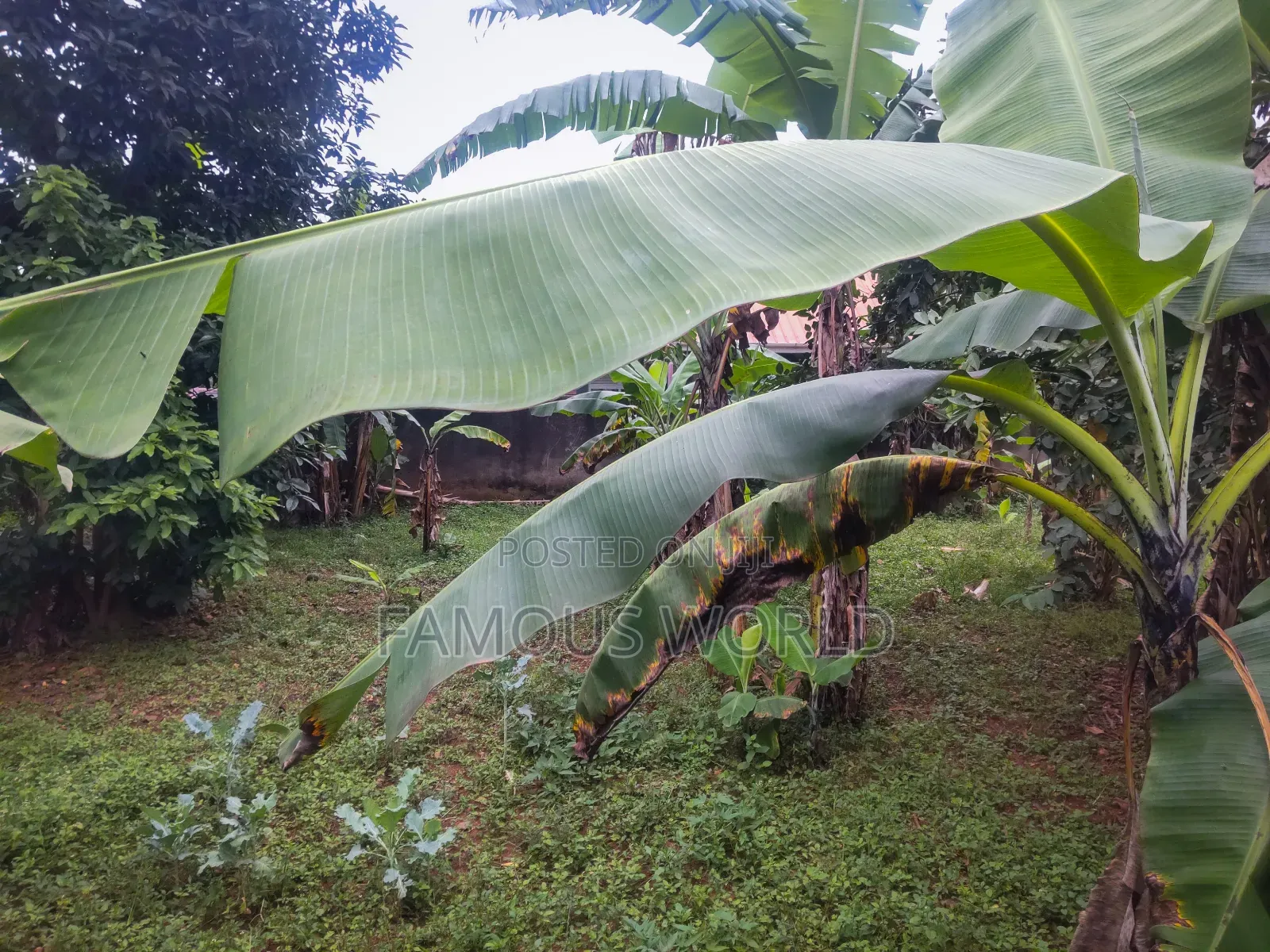 Furnished 5bdrm House in Bunono Entebbe, Katabi for sale