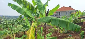 Buwate Najjera Plot for Sale Road at 235m . It's 25 Decimals