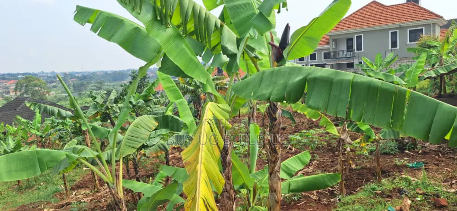 Buwate Najjera Plot for Sale Road at 235m . It's 25 Decimals