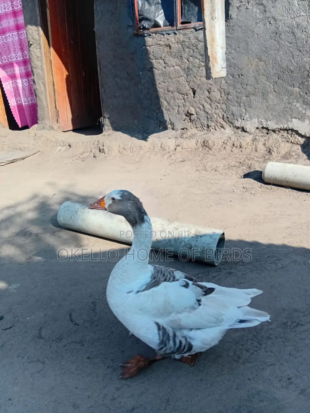 1 Female Goose for Sell