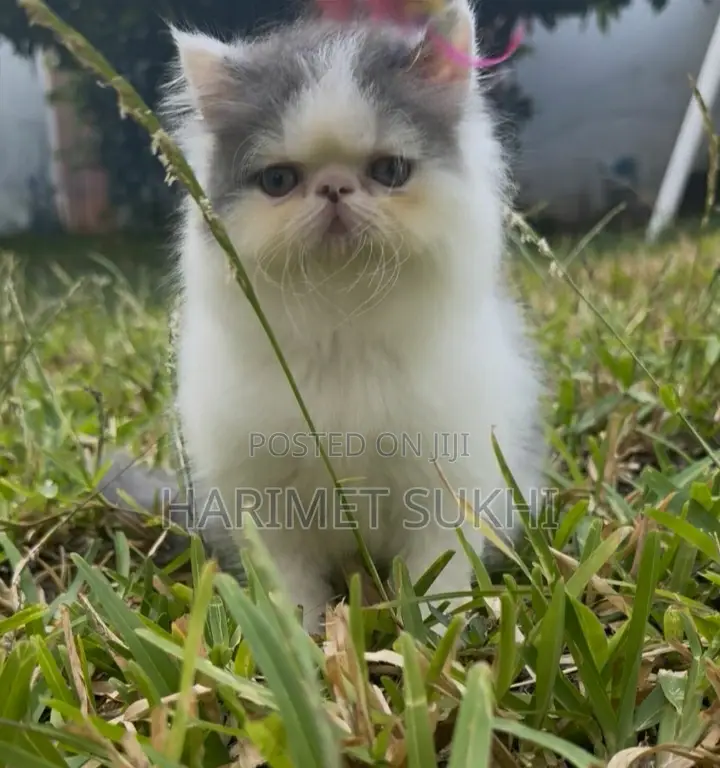 1-3 months Female Purebred Persian