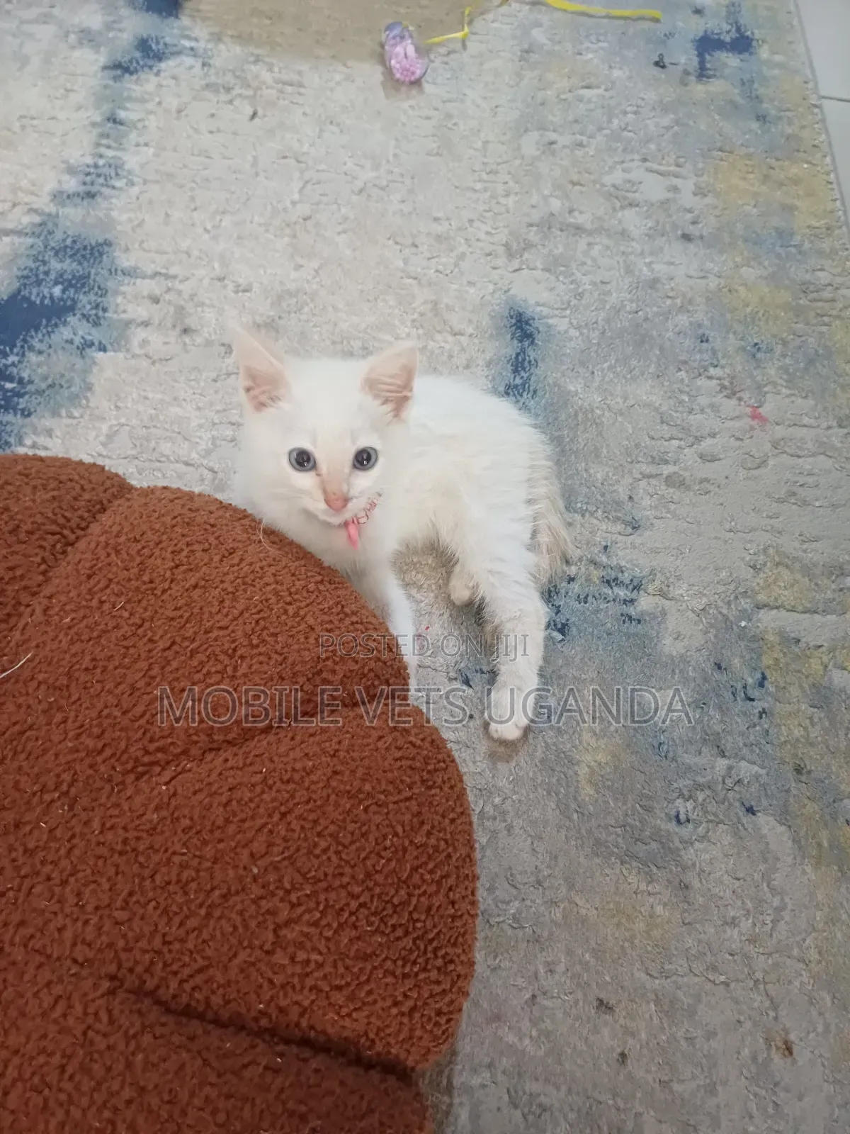 0-1 month Female Purebred Sphynx