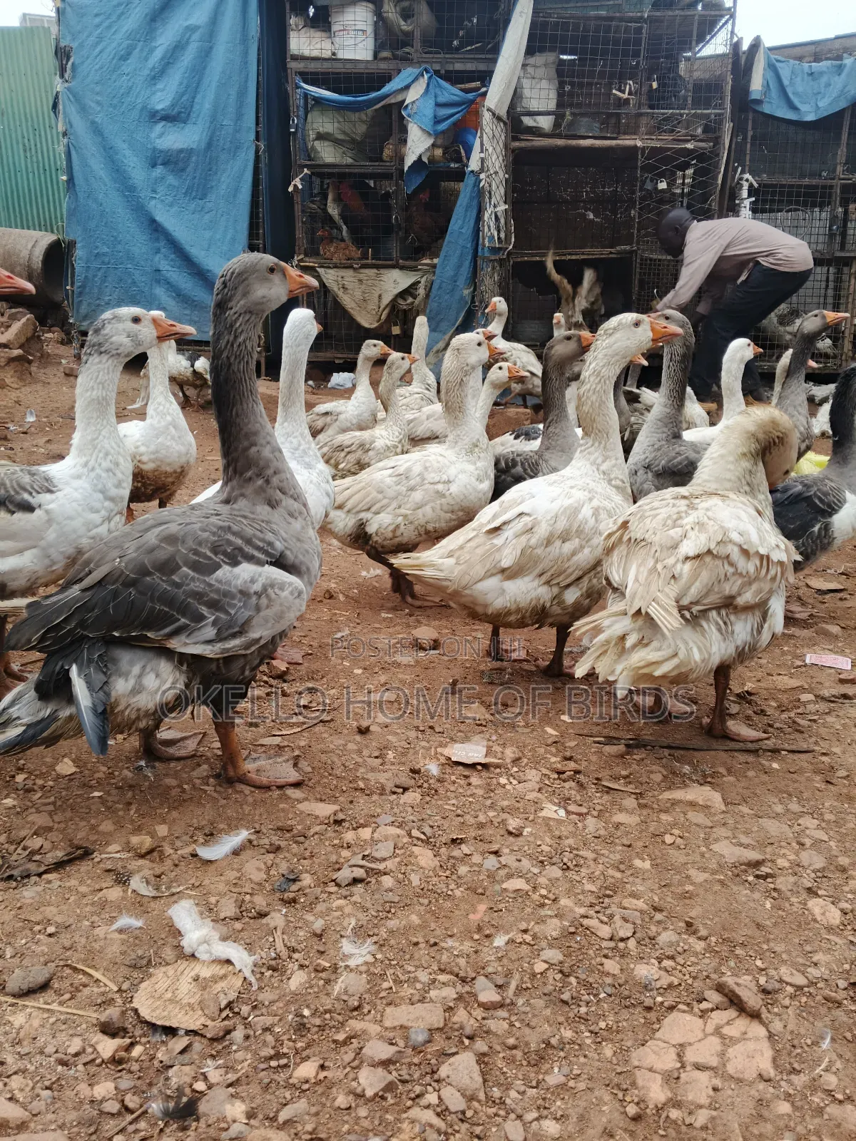 2 Roman Geese for Sell
