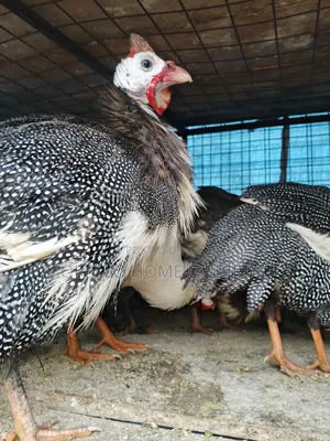 2 Guinea Fowlz for Sell