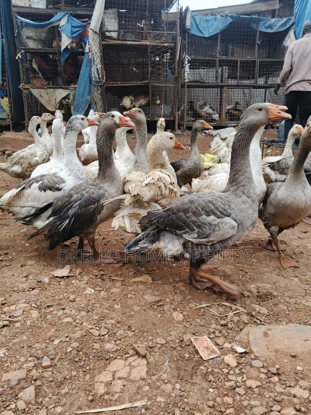 2 West of England Geese for Sell