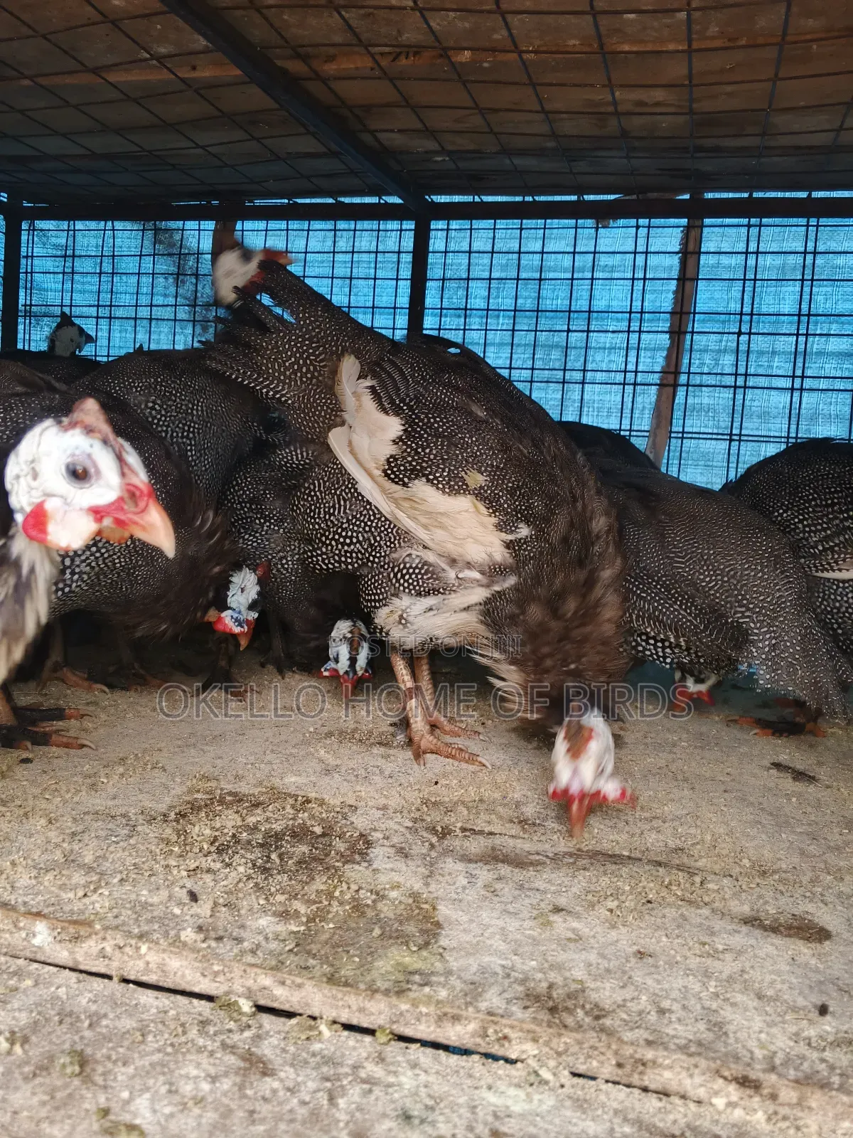 Guinea Folwz for Sell
