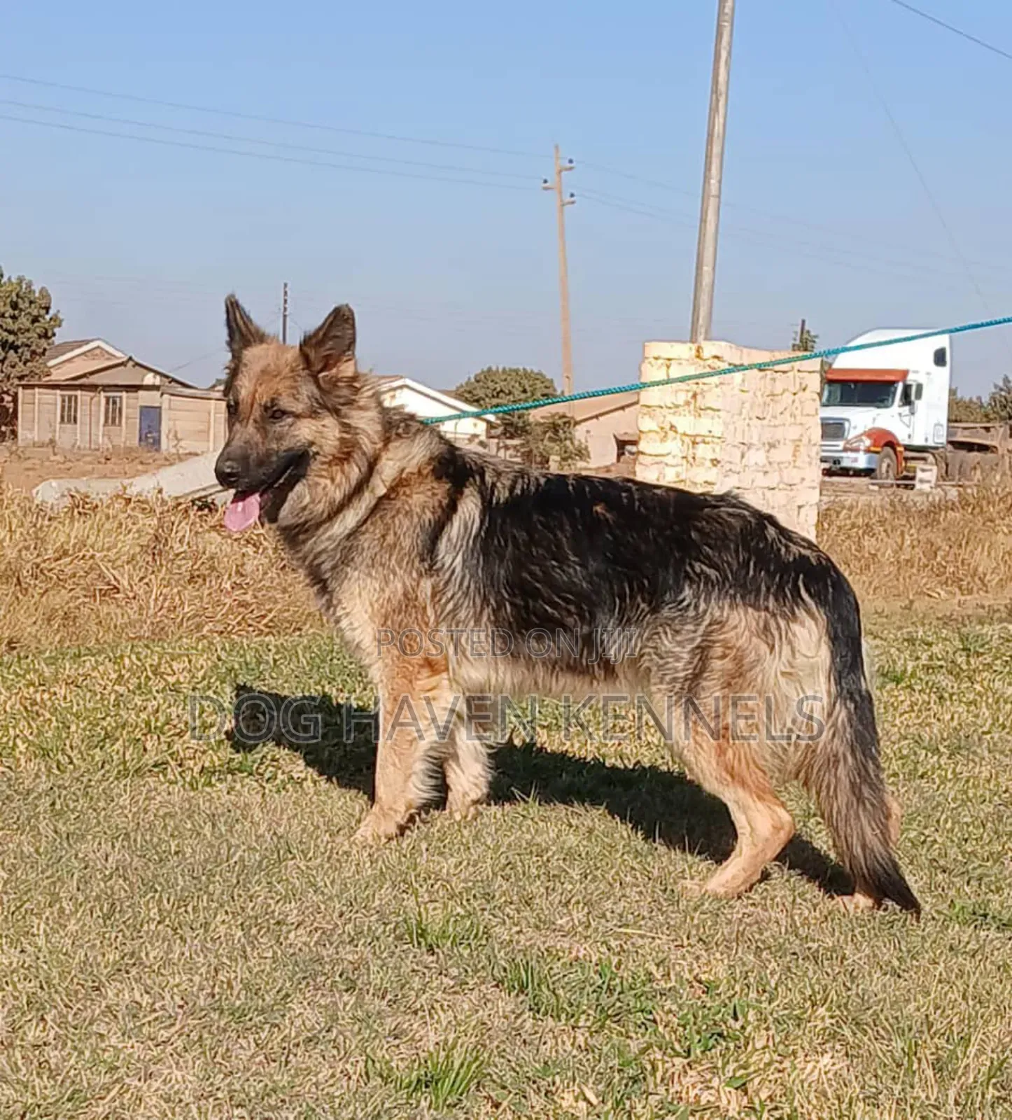 6-12 months Male Purebred German Shepherd