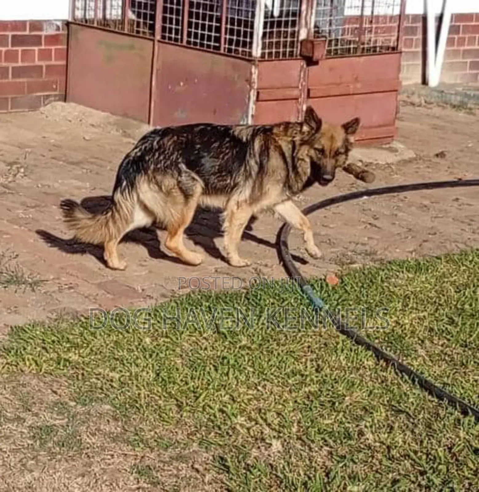 6-12 months Male Purebred German Shepherd