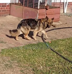 6-12 months Male Purebred German Shepherd