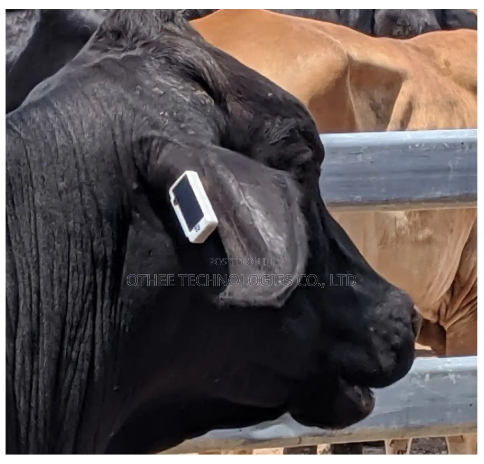 Livestock Tracking (Rfid Ear Tags, GPS Collars)