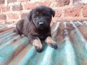1-3 months Female Purebred German Shepherd