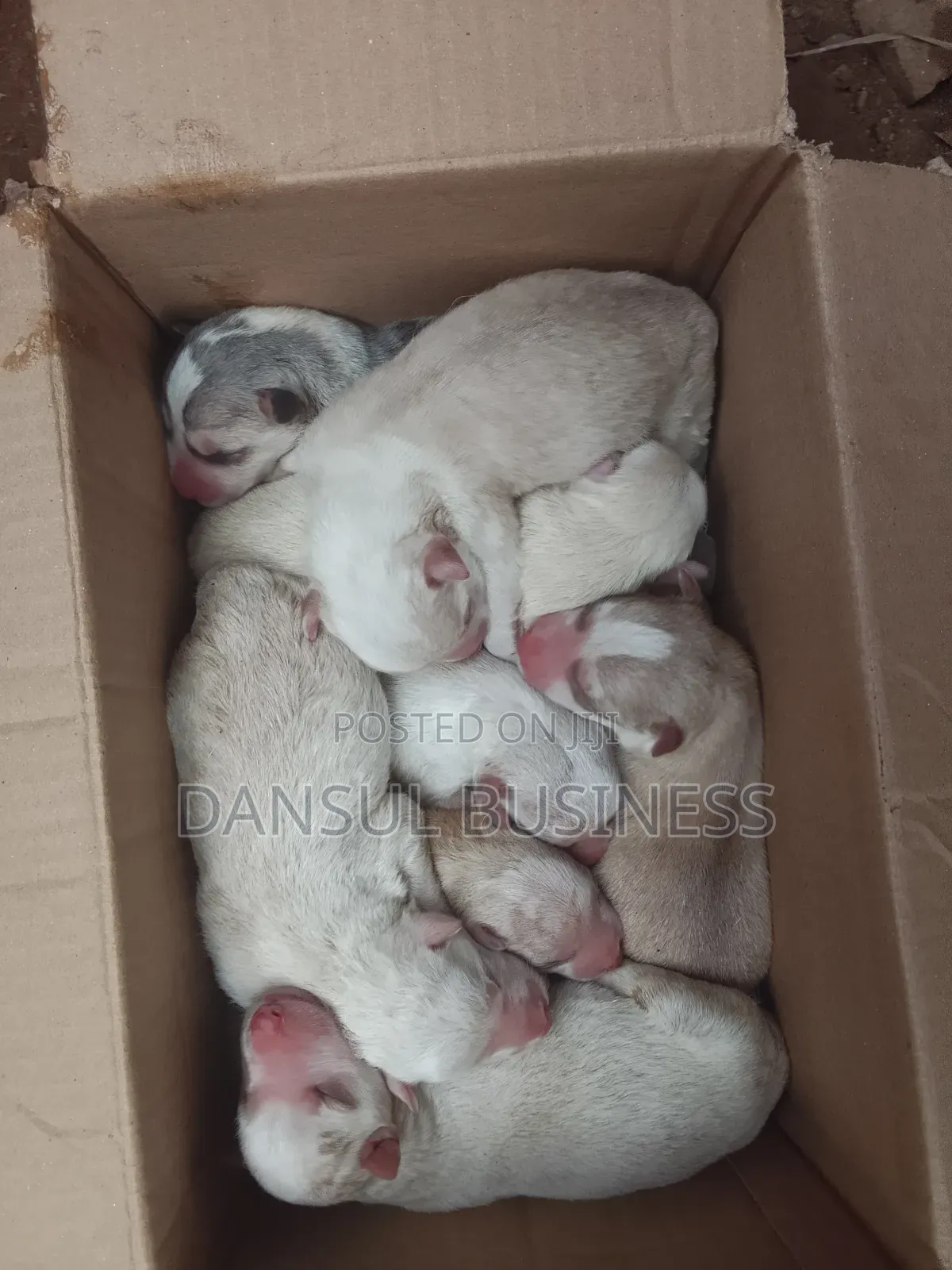 0-1 month Female Purebred Siberian Husky