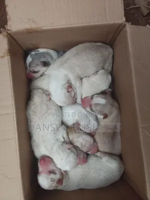 0-1 month Female Purebred Siberian Husky