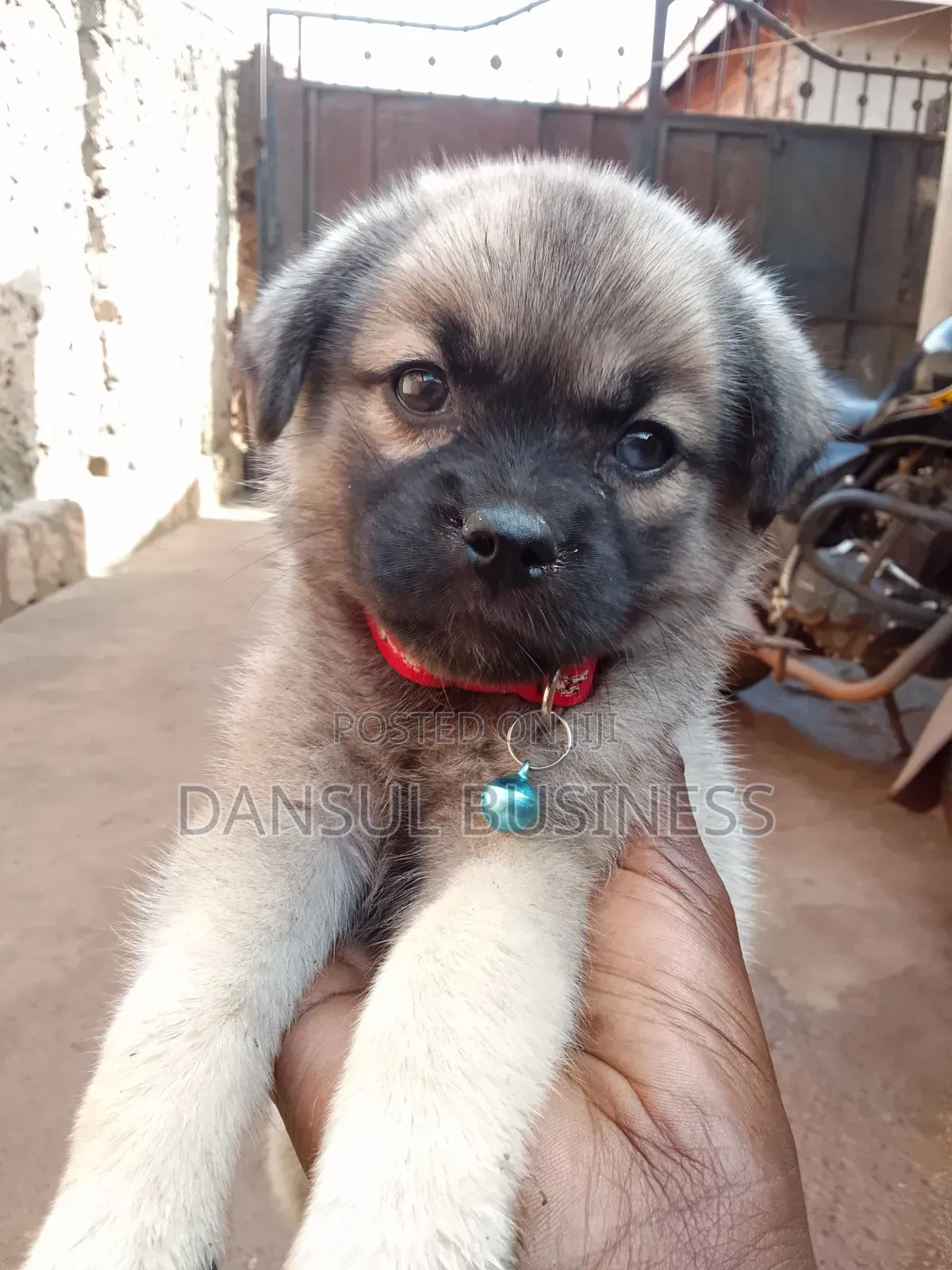 1-3 months Female Mixed Breed Siberian Husky