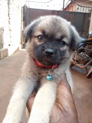 1-3 months Female Mixed Breed Siberian Husky